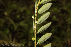 Phyllanthus gardnerianus
